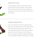 Illustration for article titled The Newest Legendary Is Actually Five Different emPokémon/em In One